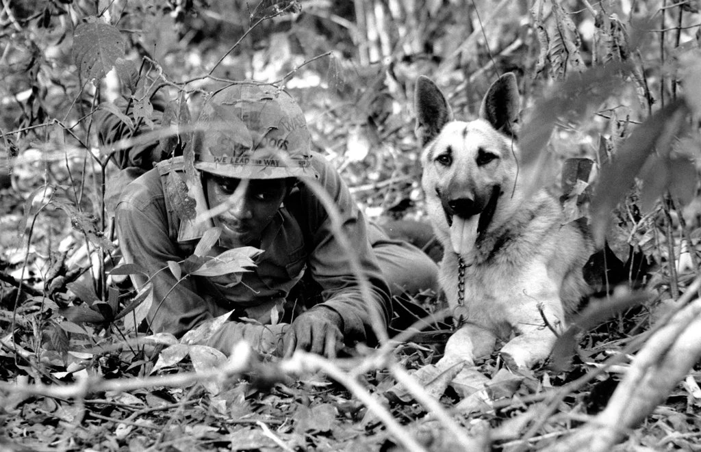 The Dogs of the Vietnam War